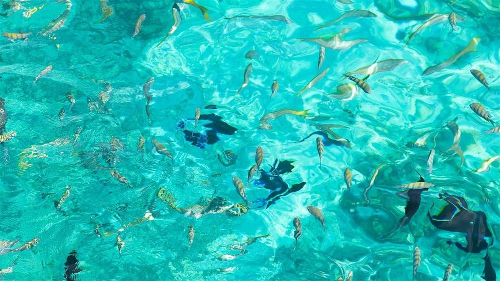 The Marlin At Taino Beach Resort Freeport Dış mekan fotoğraf
